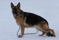 /album/ljutsifjera-na-vystavkakh/foto-830p-jpg/